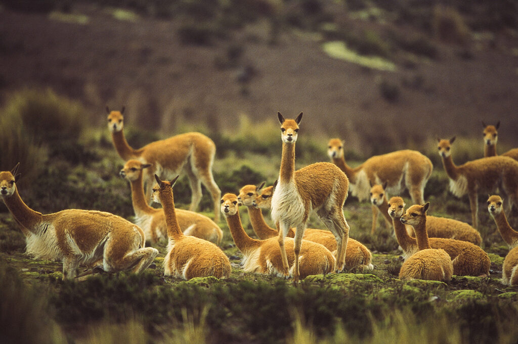Hato de vicuñas