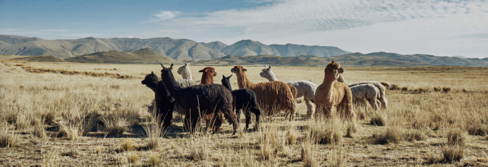 Alpacas KUNA en los Andes